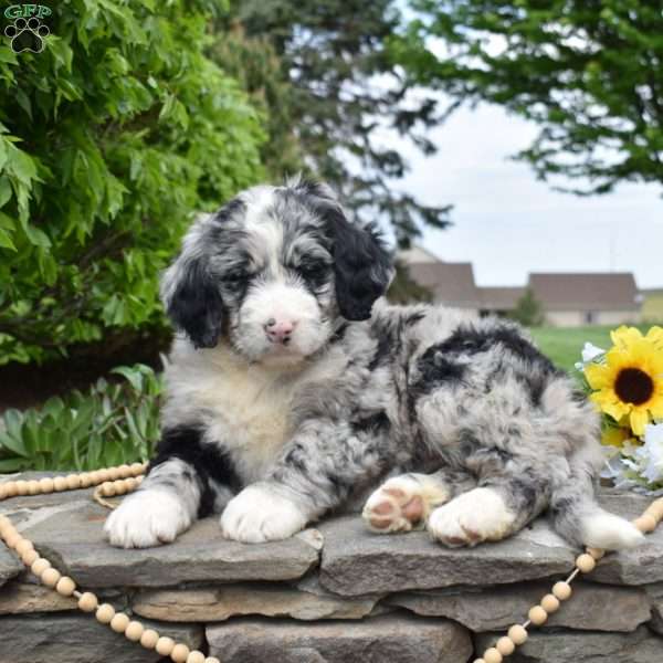 Star, Bernedoodle Puppy