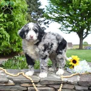 Star, Bernedoodle Puppy