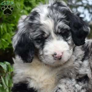 Star, Bernedoodle Puppy