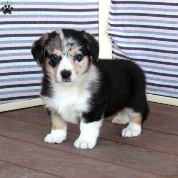 Star, Welsh Corgi Mix Puppy