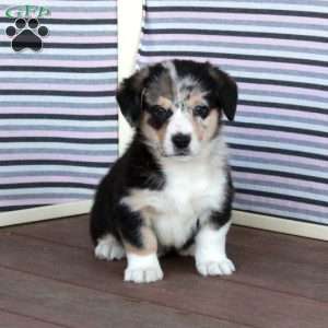 Star, Welsh Corgi Mix Puppy