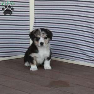Star, Welsh Corgi Mix Puppy