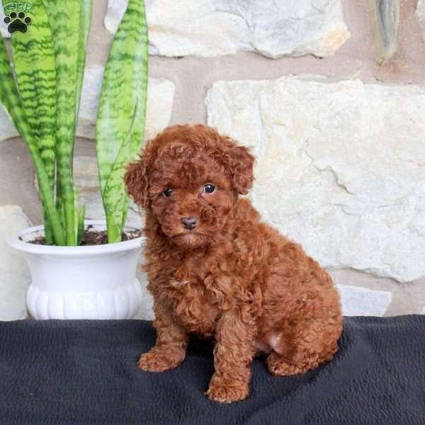 Starlight, Miniature Poodle Puppy