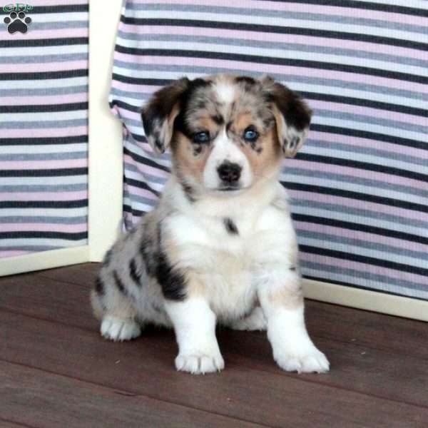 Starlight, Welsh Corgi Mix Puppy