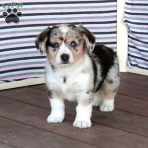 Starlight, Welsh Corgi Mix Puppy