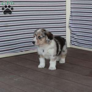 Starlight, Welsh Corgi Mix Puppy
