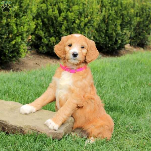 Stella, Goldendoodle Puppy