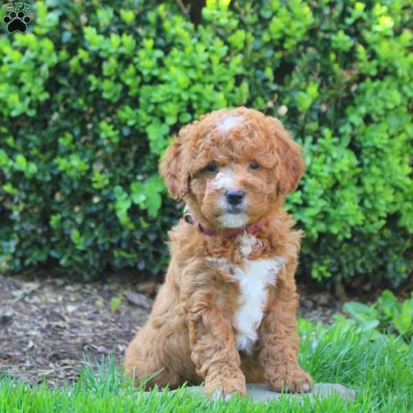 Stella, Mini Goldendoodle Puppy