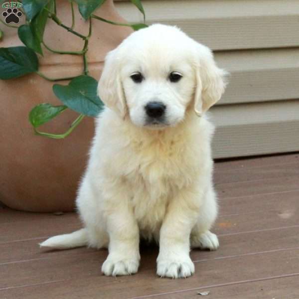 Stella, English Cream Golden Retriever Puppy