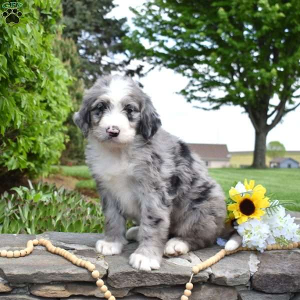 Stella, Bernedoodle Puppy
