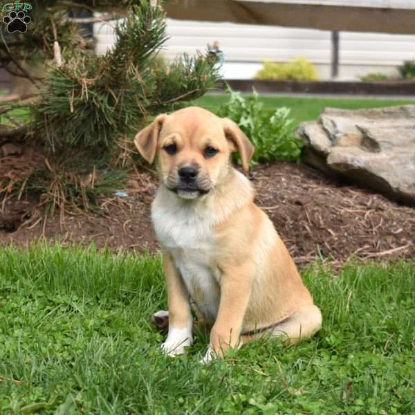 Stella, Collie Mix Puppy