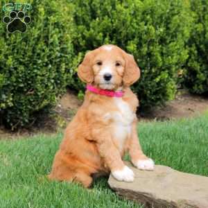 Stella, Goldendoodle Puppy