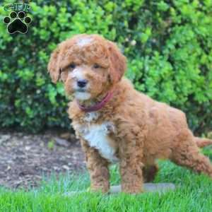 Stella, Mini Goldendoodle Puppy