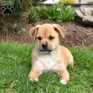 Stella, Collie Mix Puppy