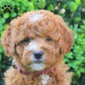 Stella, Mini Goldendoodle Puppy