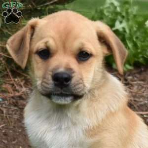 Stella, Collie Mix Puppy