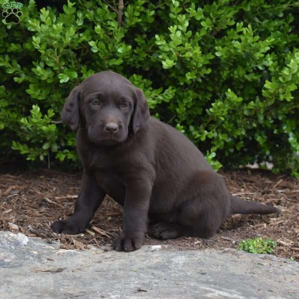 Stella, Chocolate Labrador Retriever Puppy
