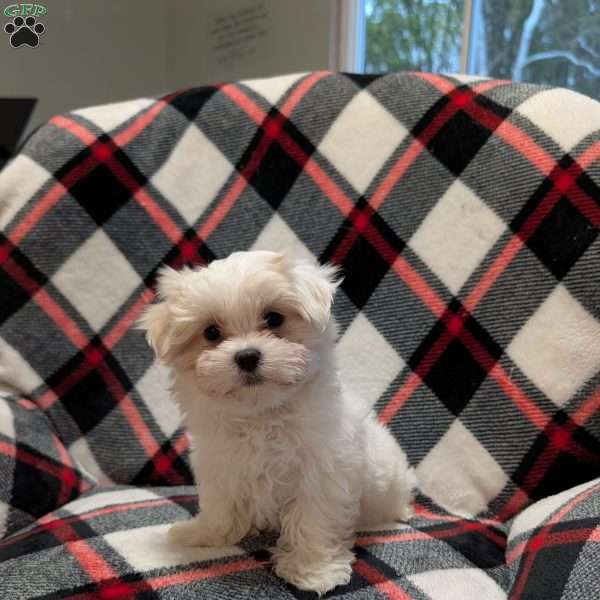 Stella, Maltese Puppy