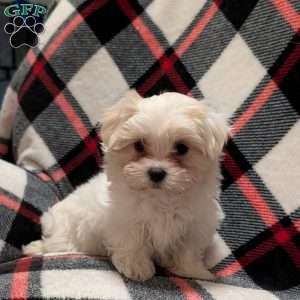 Stella, Maltese Puppy