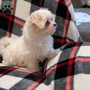 Stella, Maltese Puppy