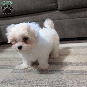 Stella, Maltese Puppy