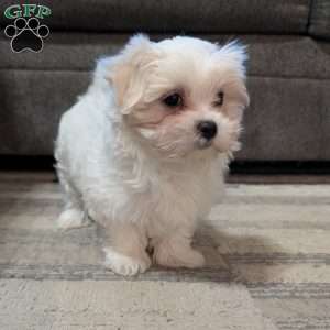 Stella, Maltese Puppy