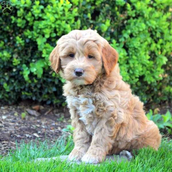 Sterling, Mini Goldendoodle Puppy