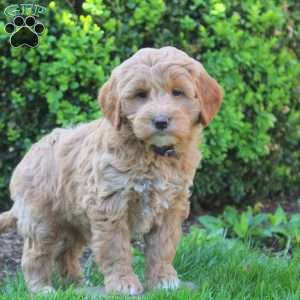Sterling, Mini Goldendoodle Puppy