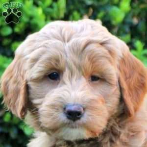 Sterling, Mini Goldendoodle Puppy