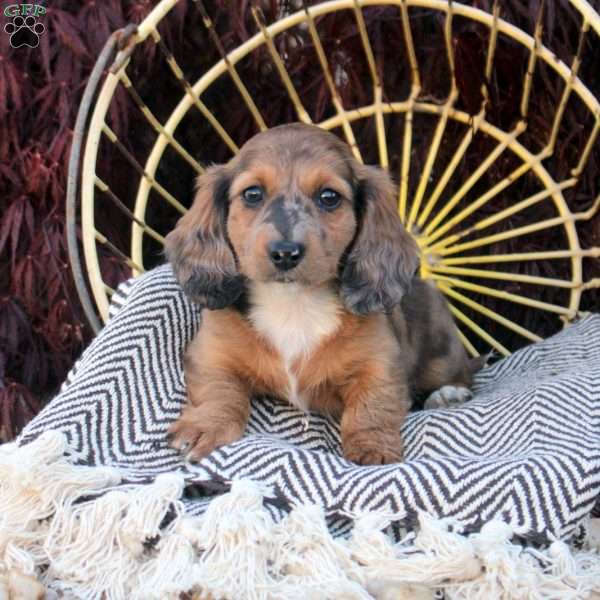 Sticky Bun, Dachshund Puppy