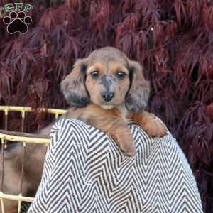 Sticky Bun, Dachshund Puppy