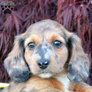 Sticky Bun, Dachshund Puppy