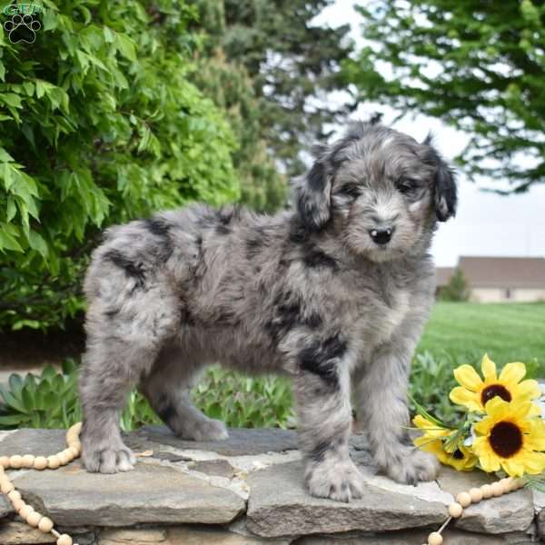 Stormy, Bernedoodle Puppy