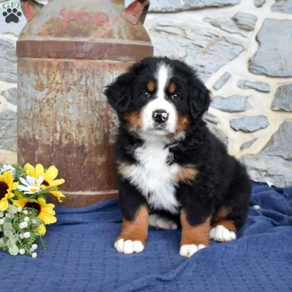 Stormy, Bernese Mountain Dog Puppy