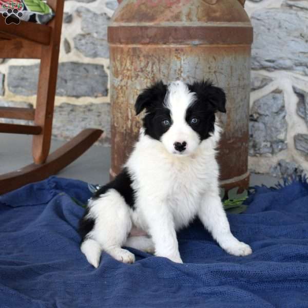 Stormy, Border Collie Puppy