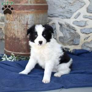 Stormy, Border Collie Puppy