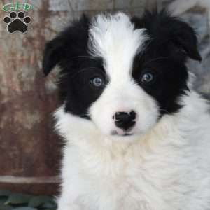 Stormy, Border Collie Puppy