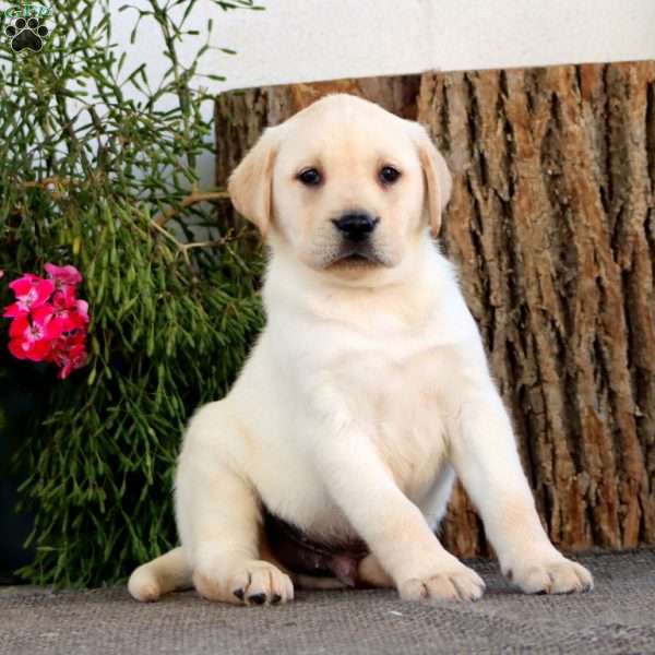 Stormy, Yellow Labrador Retriever Puppy