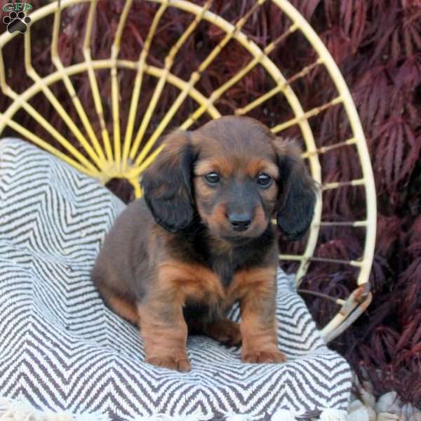 Sugar, Dachshund Puppy