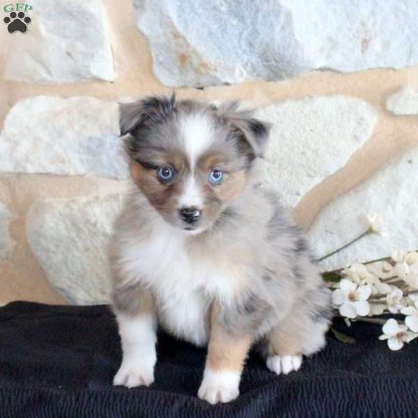 Sugar, Miniature Australian Shepherd Puppy
