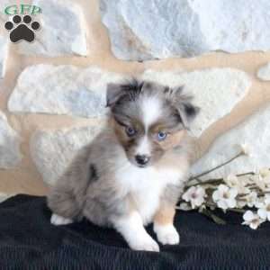 Sugar, Miniature Australian Shepherd Puppy