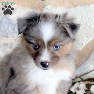 Sugar, Miniature Australian Shepherd Puppy