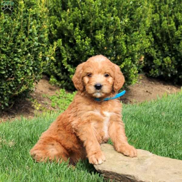 Sully, Goldendoodle Puppy