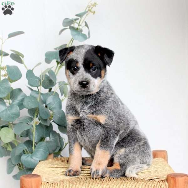 Sully, Blue Heeler – Australian Cattle Dog Puppy