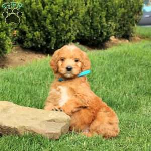 Sully, Goldendoodle Puppy