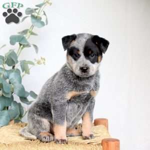 Sully, Blue Heeler – Australian Cattle Dog Puppy