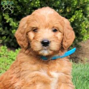Sully, Goldendoodle Puppy