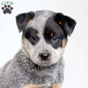 Sully, Blue Heeler – Australian Cattle Dog Puppy