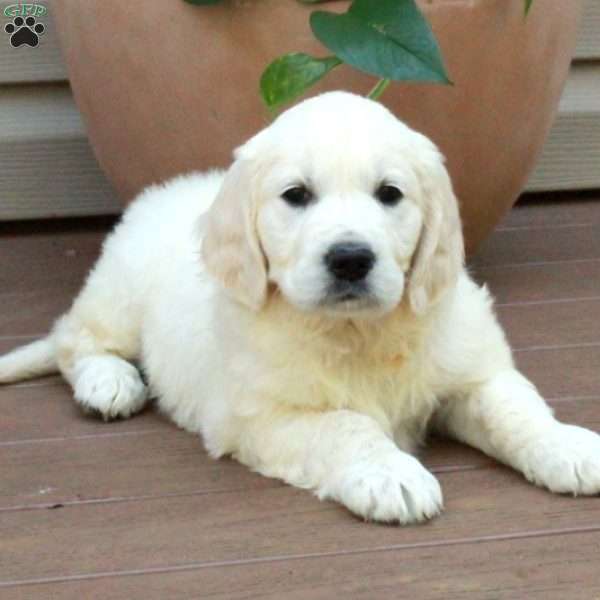 Summer, English Cream Golden Retriever Puppy