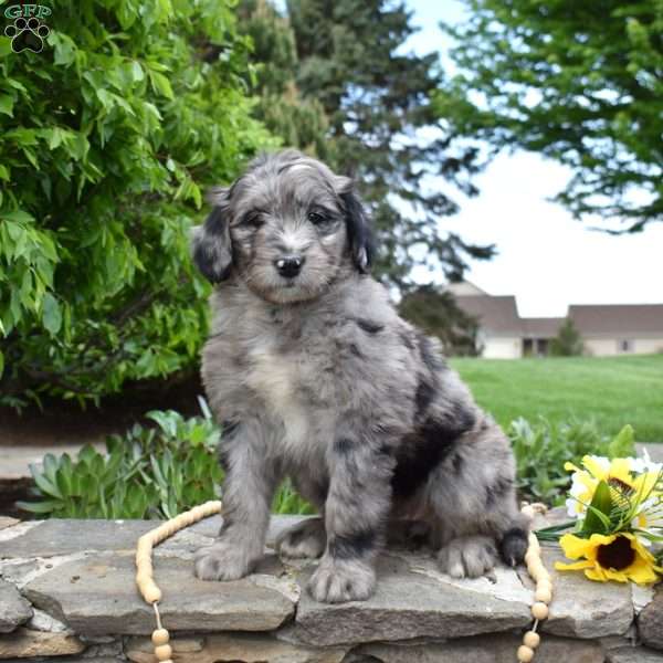 Summer, Bernedoodle Puppy